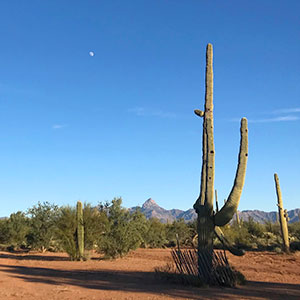 image of desert with saguaro cactus silhouetted by the sky with the moon